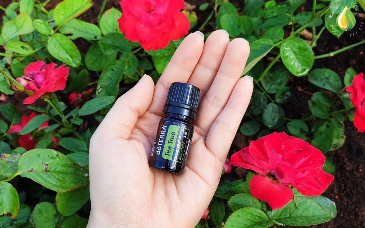 Cong dung va loi ich cua tinh dau Tram Tra Tea Tree3 » Tinh Dầu Trị Liệu doTERRA